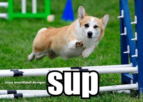 Name:  sup-corgi.jpg
Views: 8
Size:  49.5 KB