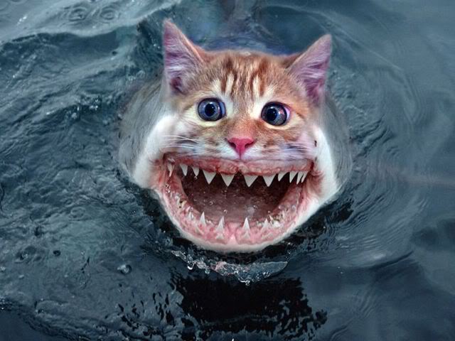 Name:  CatShark.jpg
Views: 15
Size:  50.6 KB