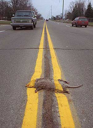 Name:  road_kill.jpg
Views: 819
Size:  22.0 KB