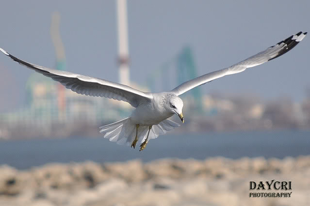 Name:  seagull2.jpg
Views: 72
Size:  56.2 KB